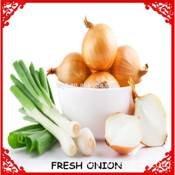 fresh onion exporters